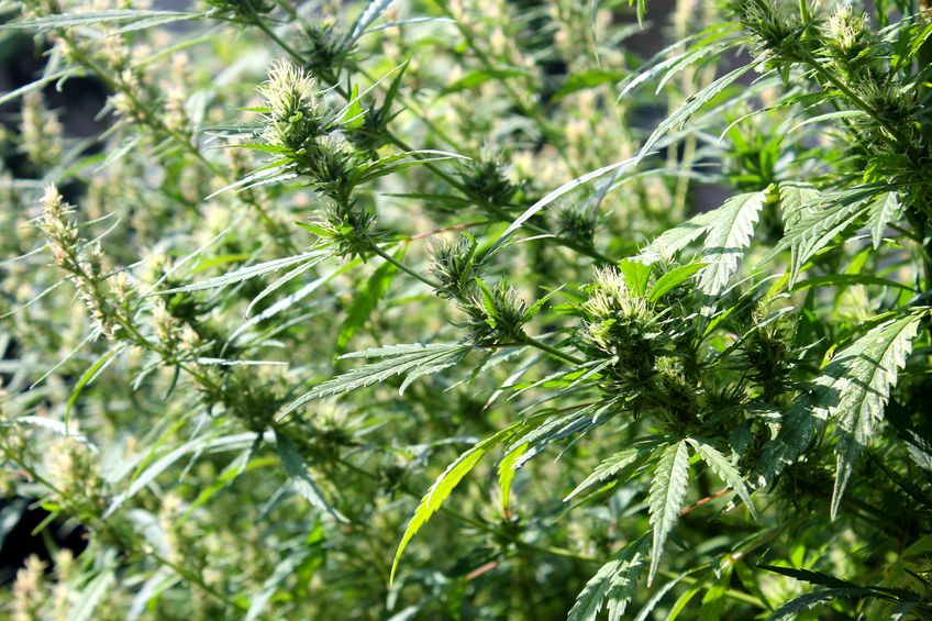 cannabis