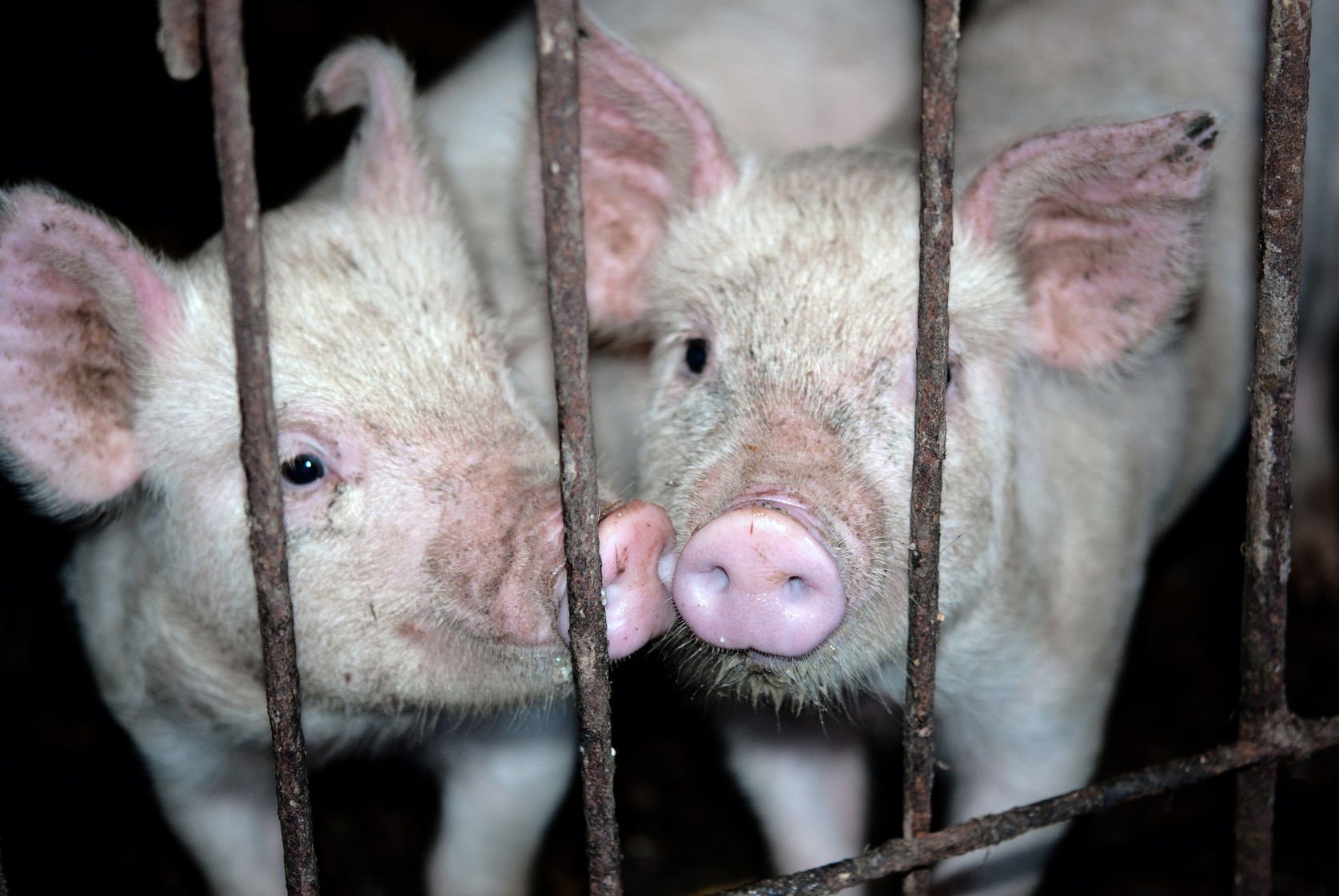 pigs in cage: animal diseases story