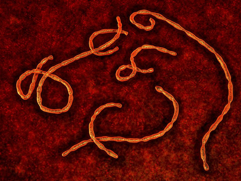 ebola virus