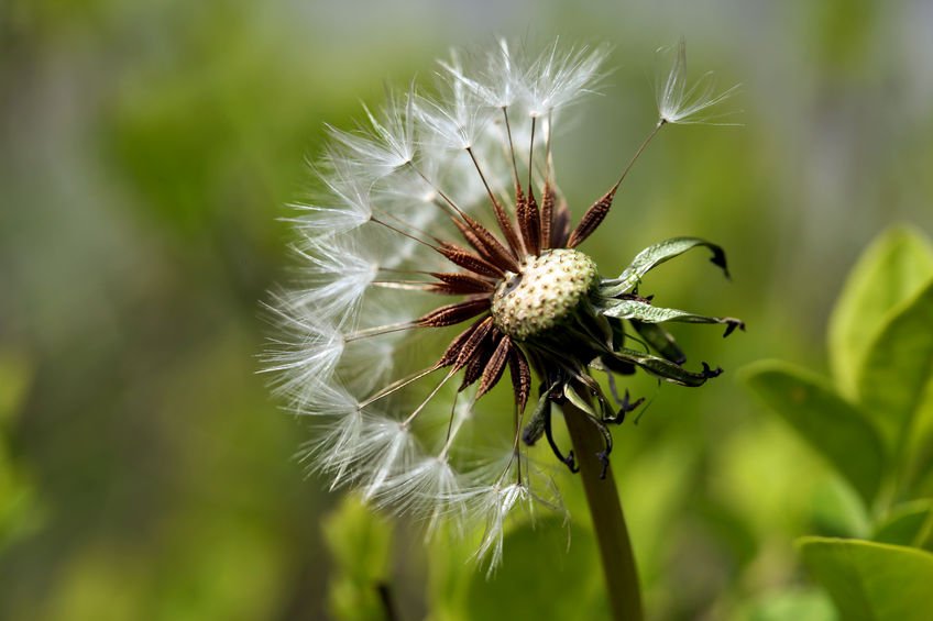 allergy - dandelion