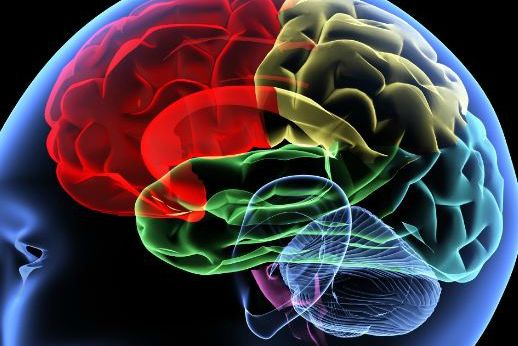 brain