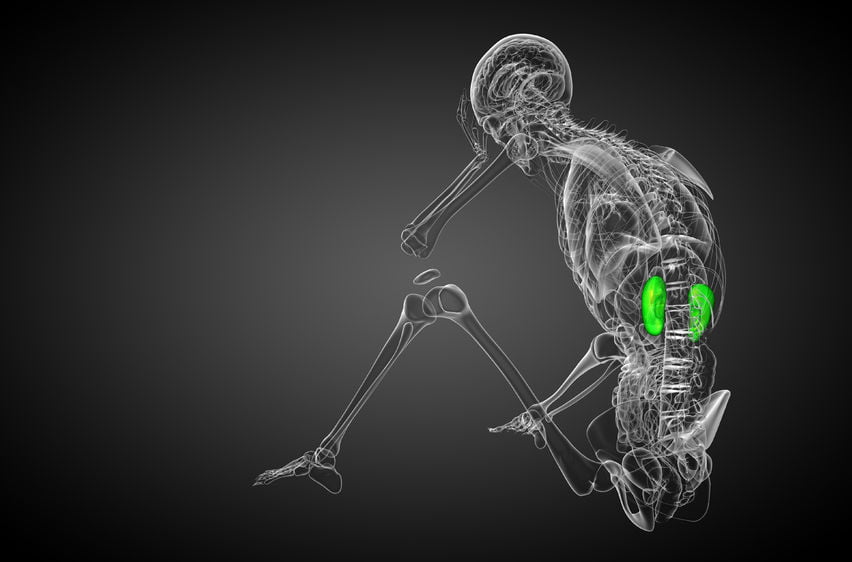 skeleton with 3D kidneys
