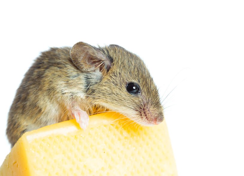 mouse