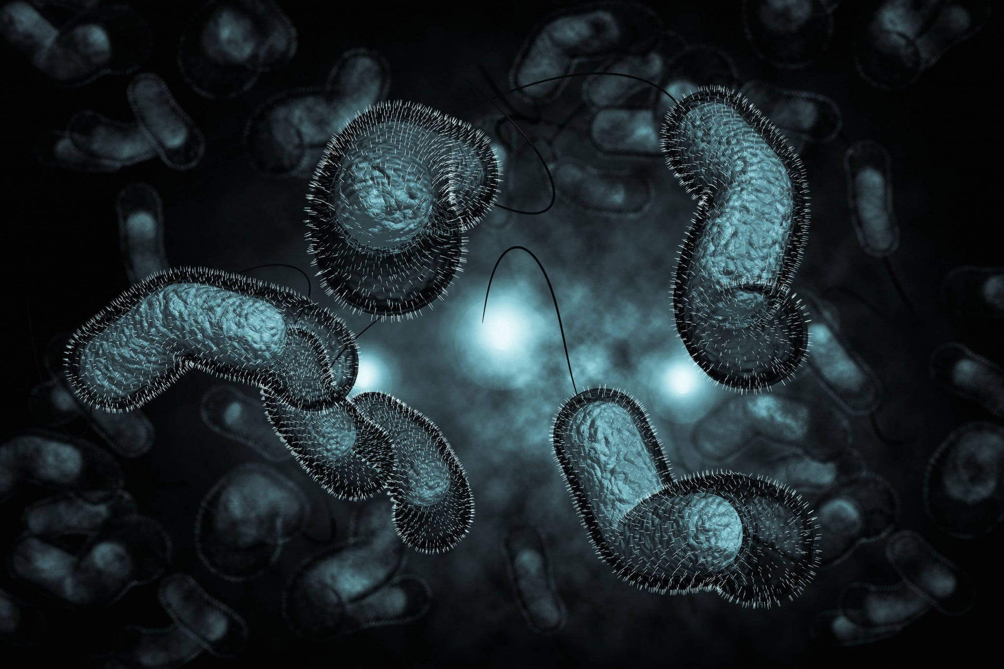 cholera bacteria