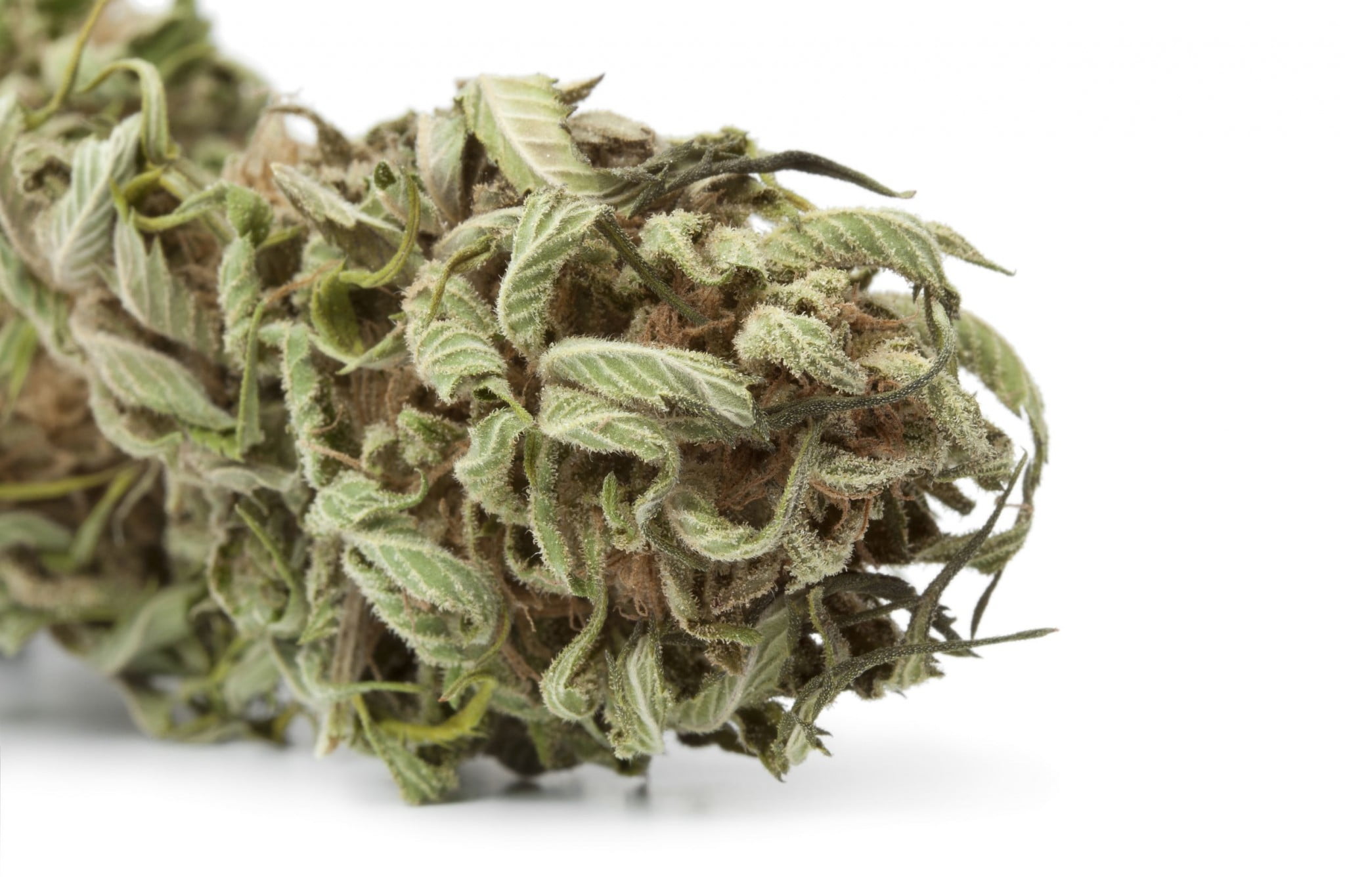 marijuana bud