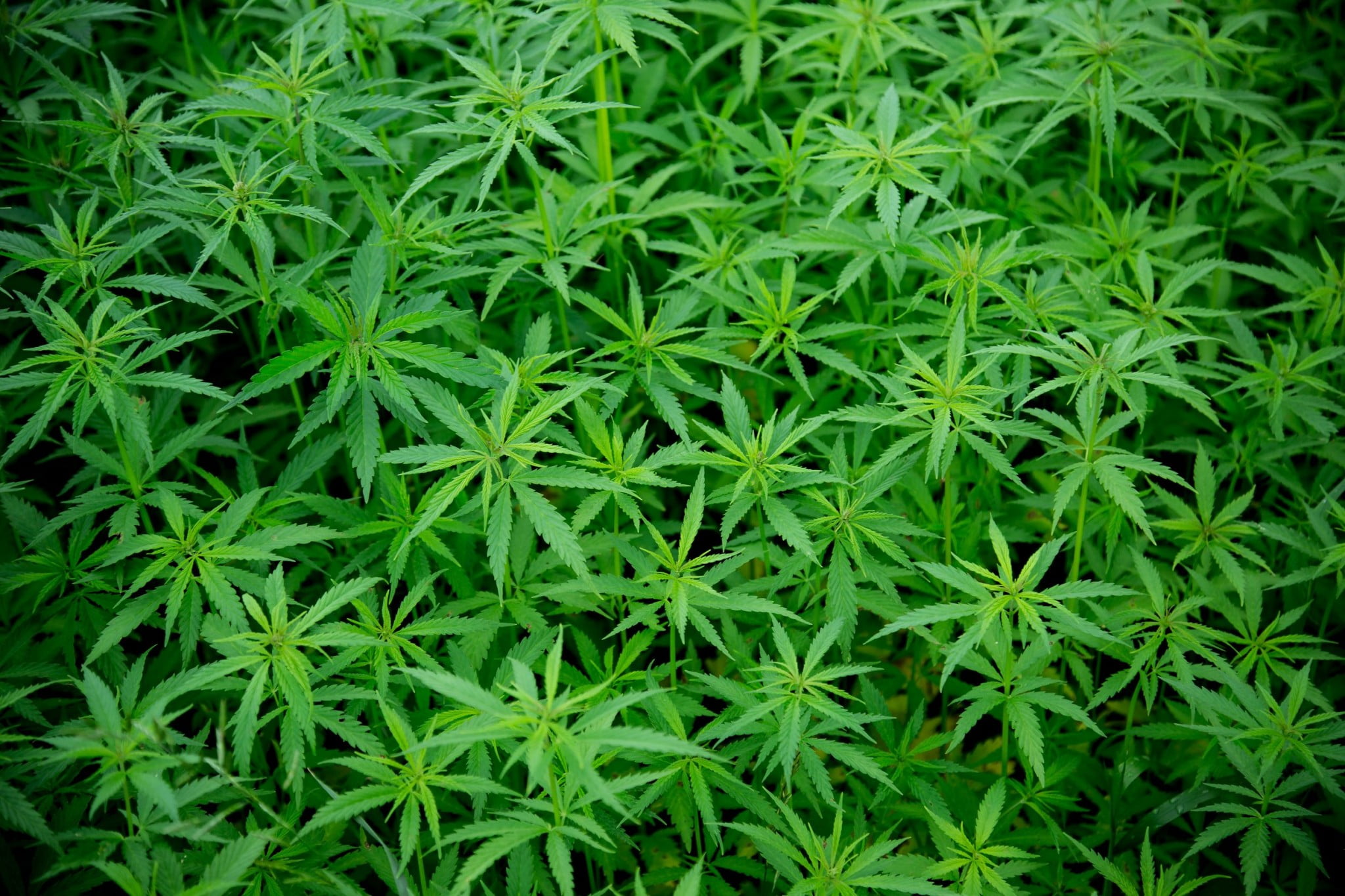 marijuana plants