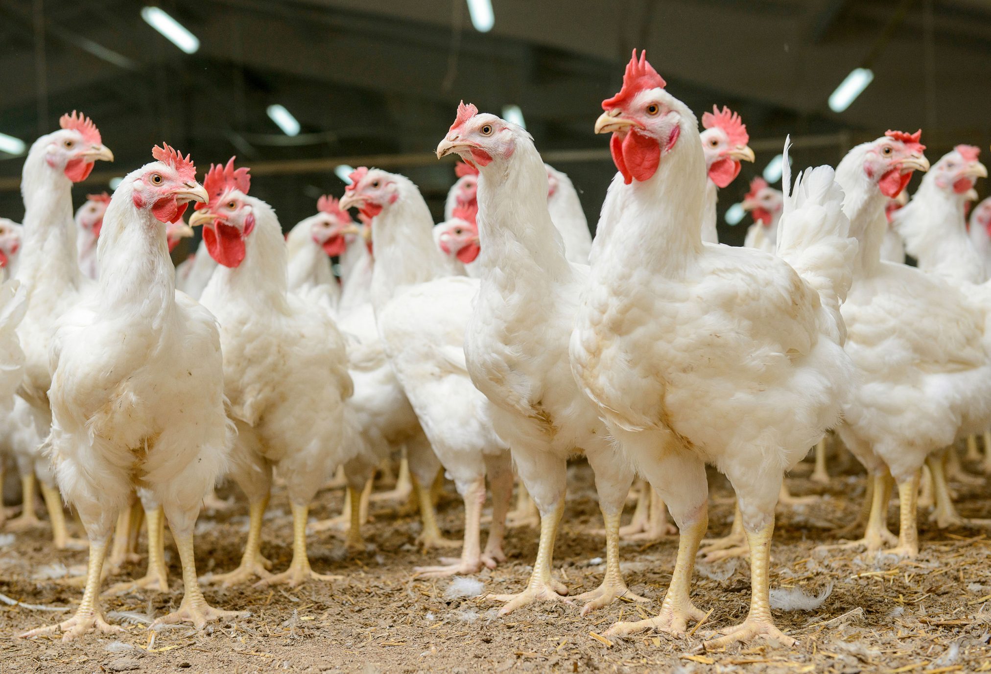 chickens
