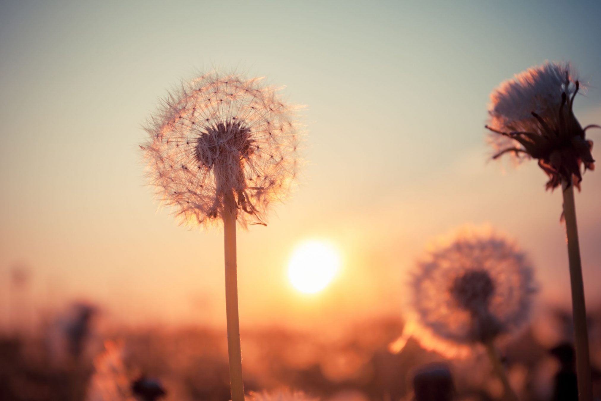 dandelions