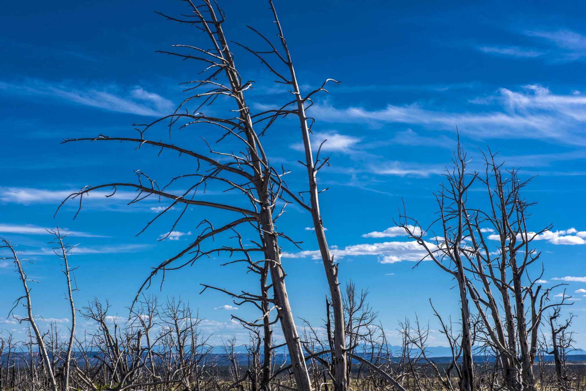environment global warming climate change dead trees bushfire