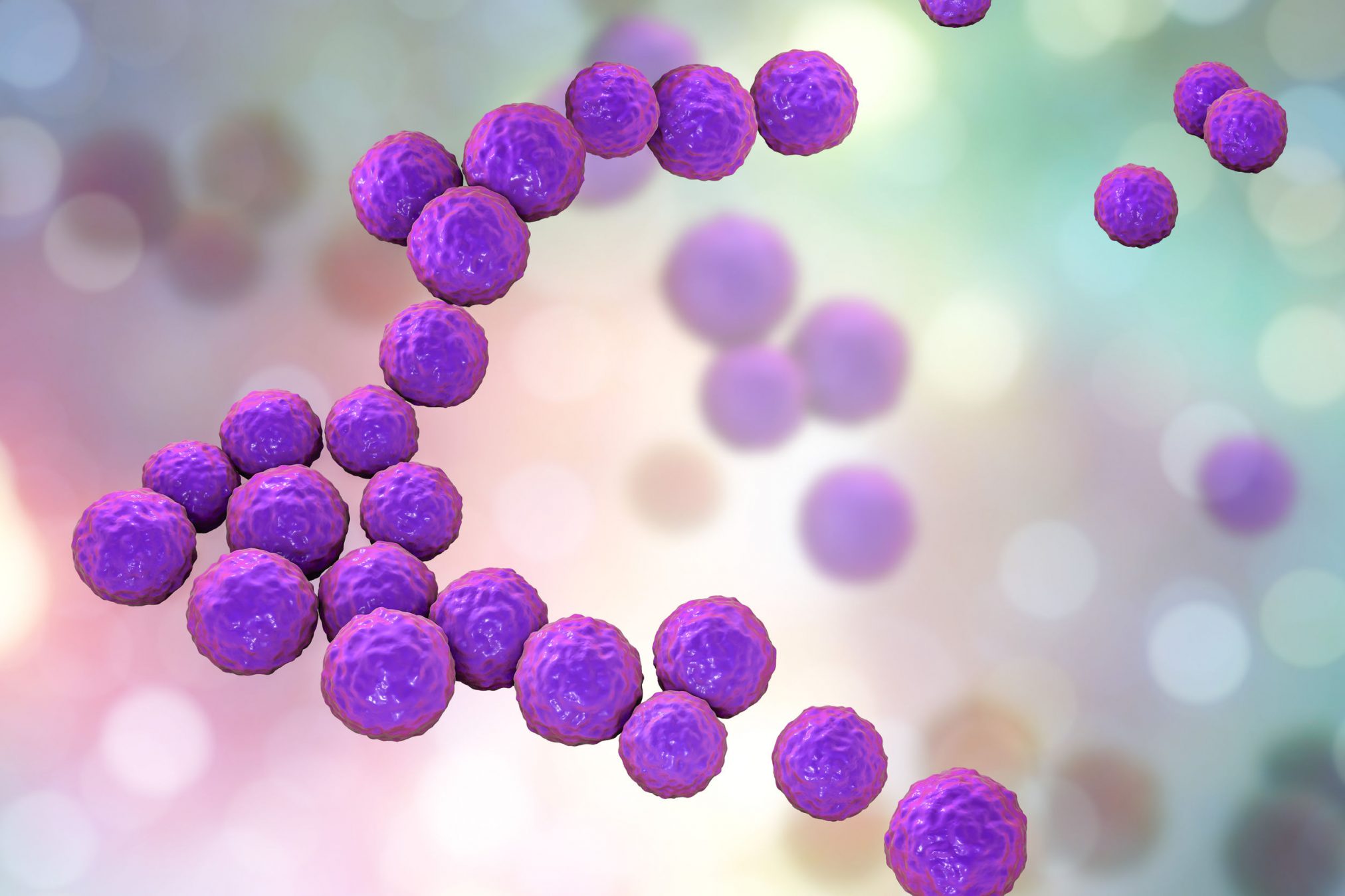 enterococci