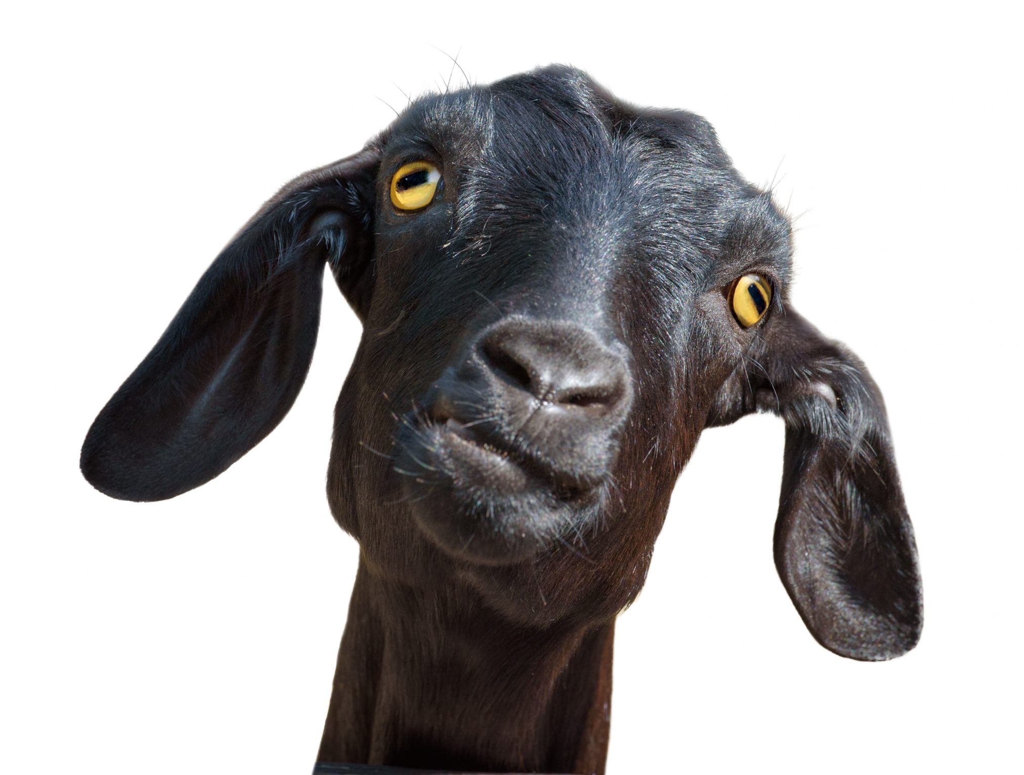 animal goat