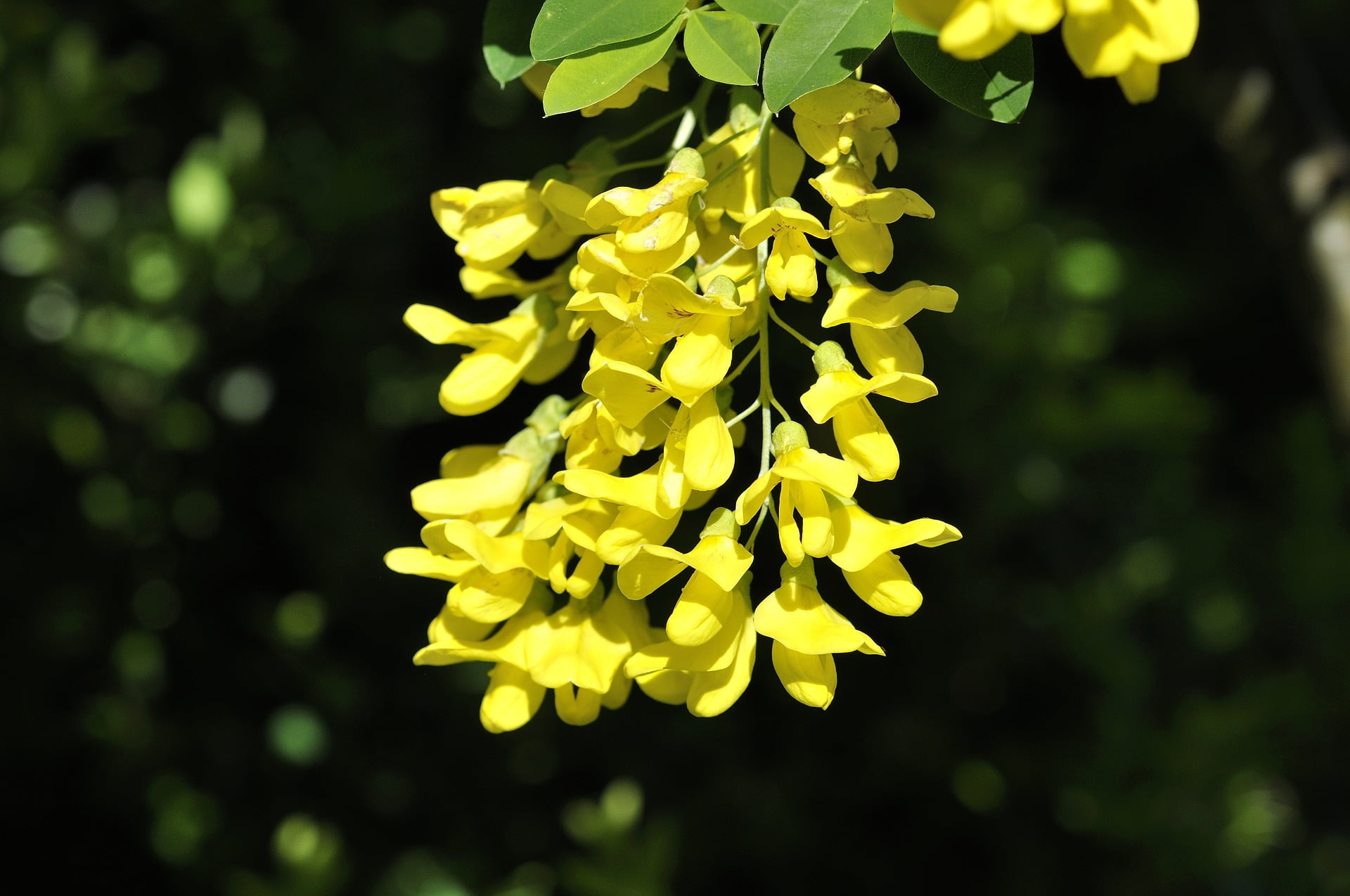 Flowers from the Laburnum anagyroides, the common laburnum, golden chain or golden rain tree.
