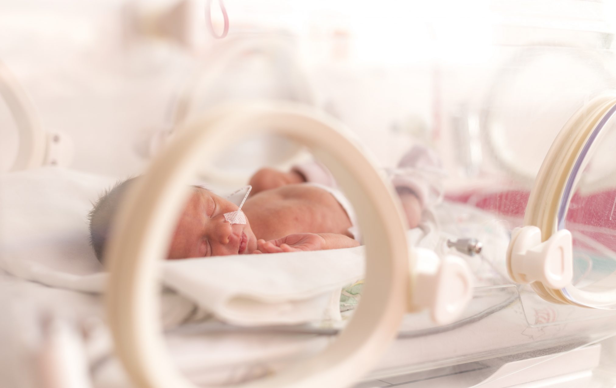 premature baby in humidicrib