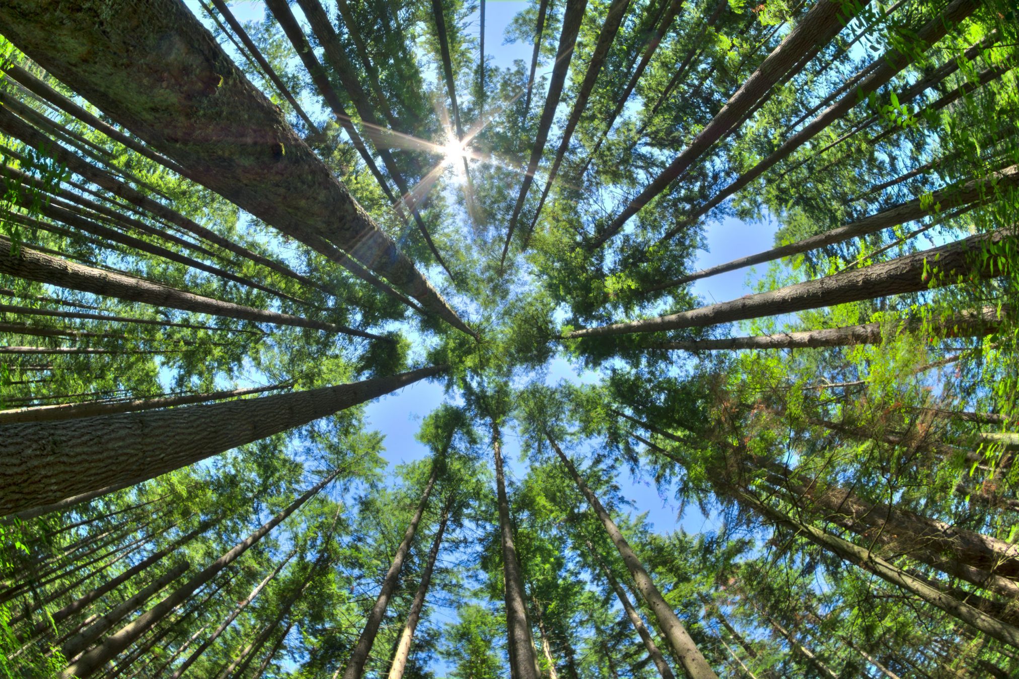 trees environment