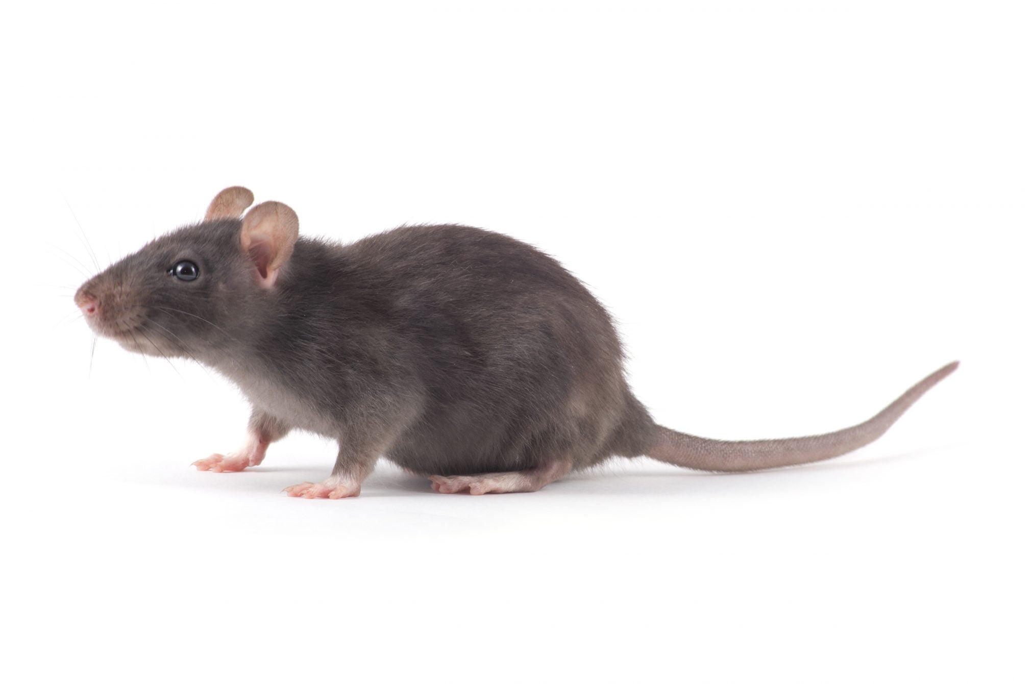 rat
