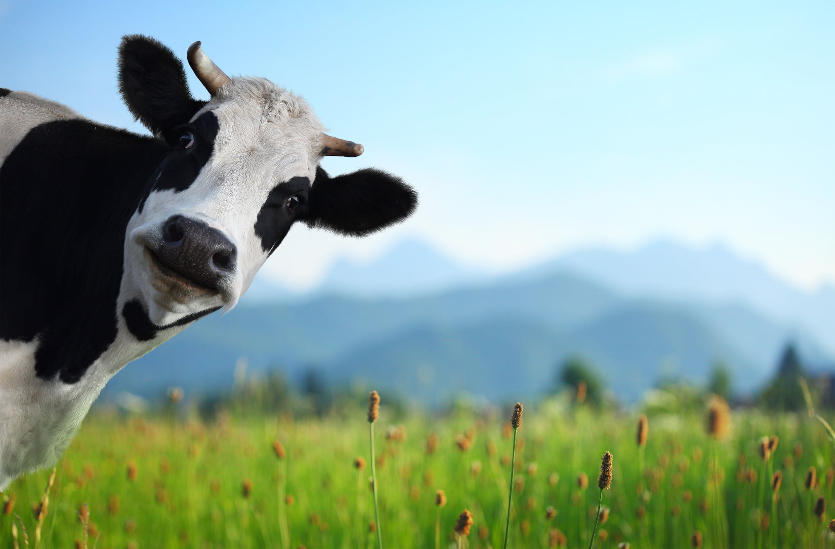 black and white cow staring at camera