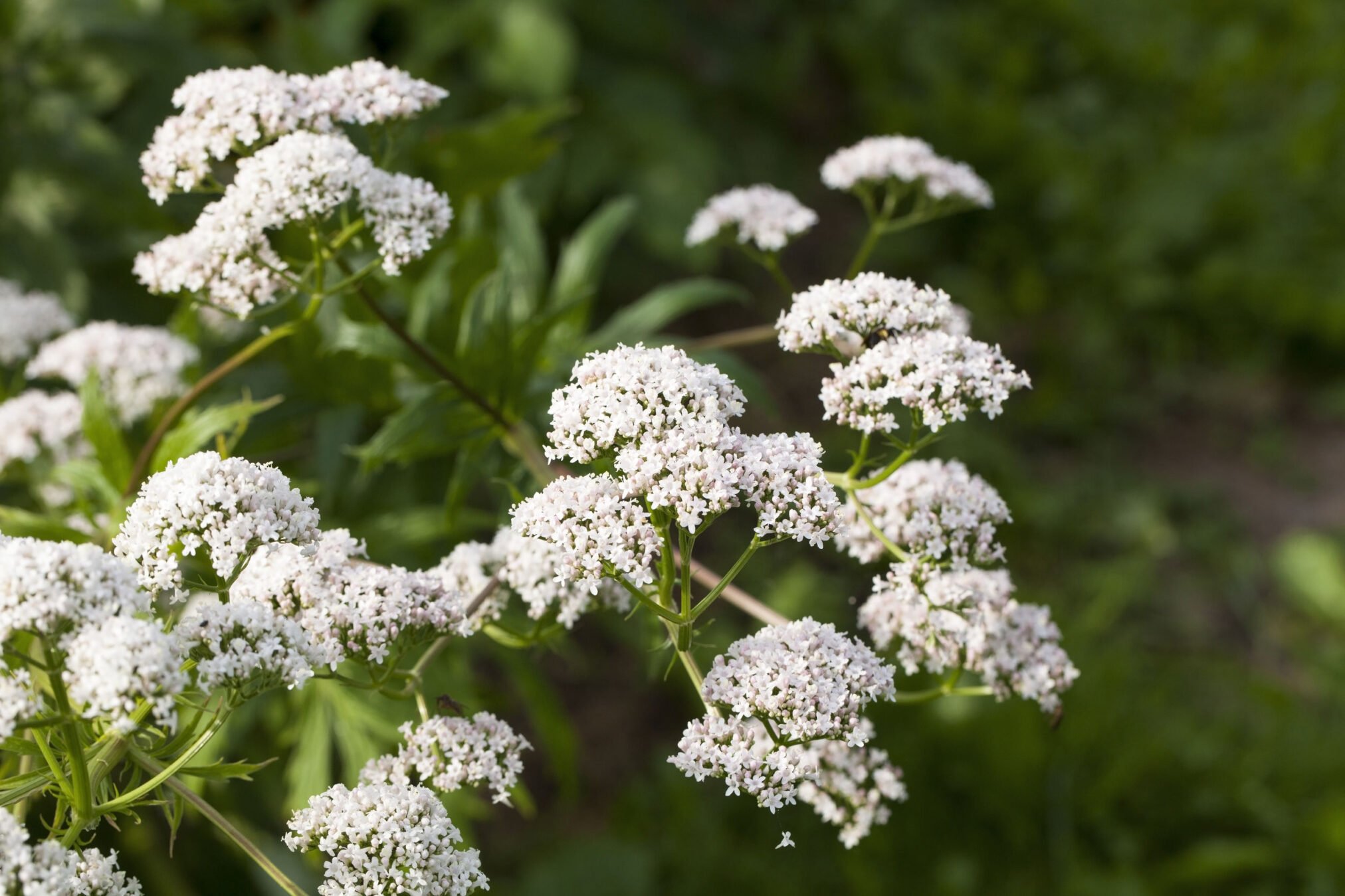 valerian blossoms