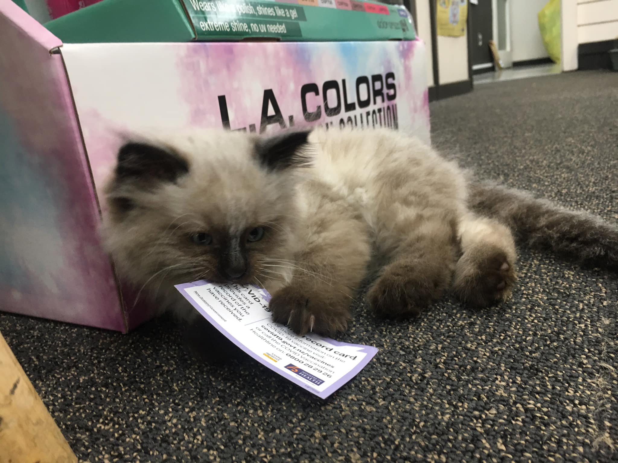 Kevin the kitten chewing on a piece of cardboard